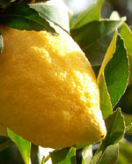 citrons